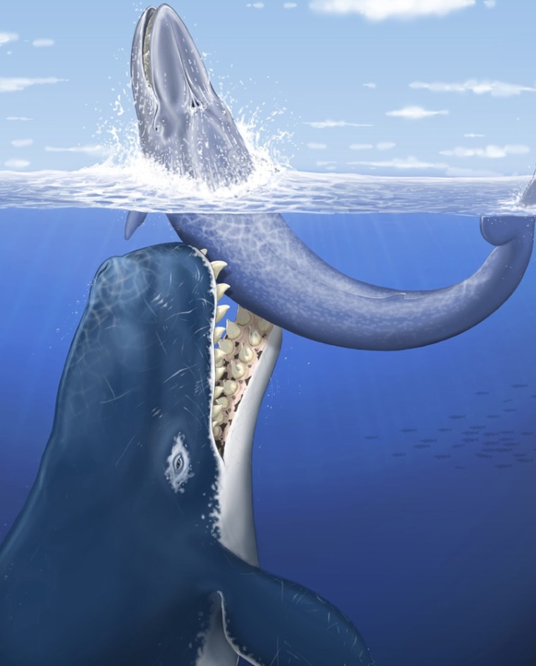 Image: Leviathan melvilleiis